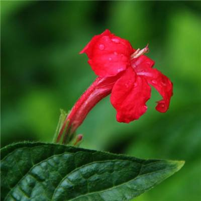 远古大陆(暂未上线)v0.20.8 安卓版